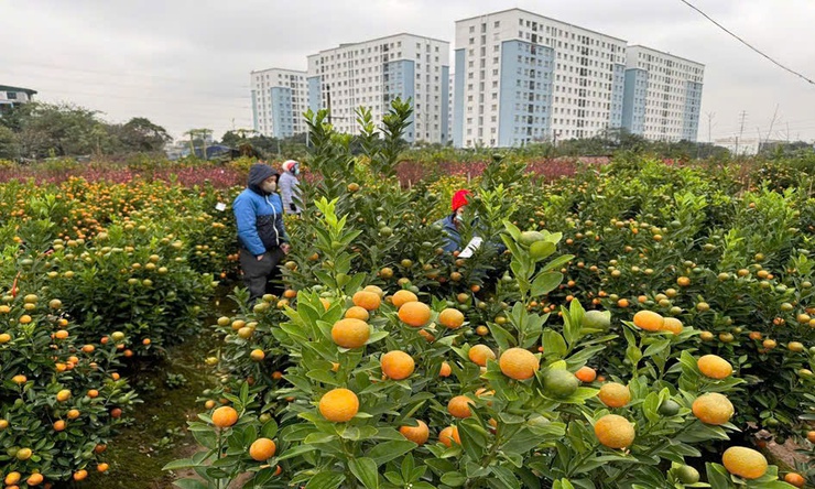 Phường Đông Ngạc hoàn thành toàn diện các nhiệm vụ quý I/2026, tập trung thực hiện thắng lợi các chỉ tiêu, nhiệm vụ quý II/2026- Ảnh 1.