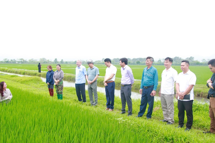 LÃNH ĐẠO SỞ NÔNG NGHIỆP VÀ MÔI TRƯỜNG HÀ NỘI KIỂM TRA TÌNH HÌNH SÂU BỆNH HẠI LÚA TẠI XÃ PHÚC SƠN- Ảnh 1.