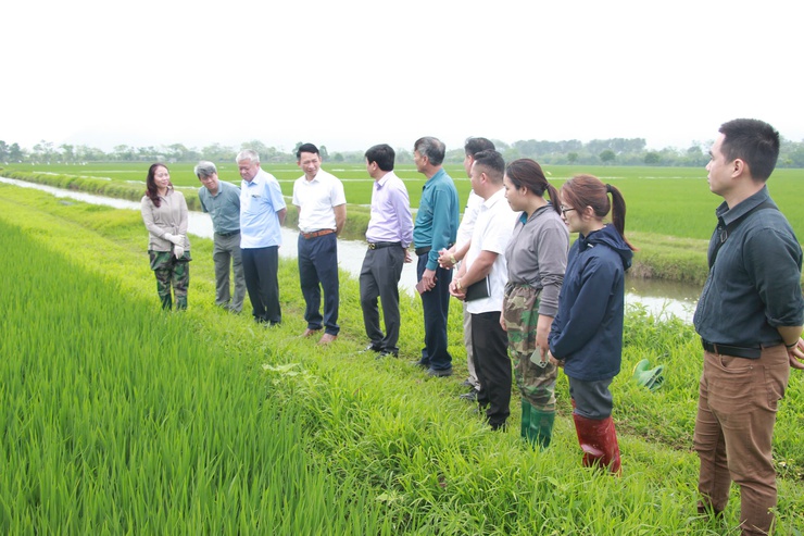 LÃNH ĐẠO SỞ NÔNG NGHIỆP VÀ MÔI TRƯỜNG HÀ NỘI KIỂM TRA TÌNH HÌNH SÂU BỆNH HẠI LÚA TẠI XÃ PHÚC SƠN- Ảnh 2.