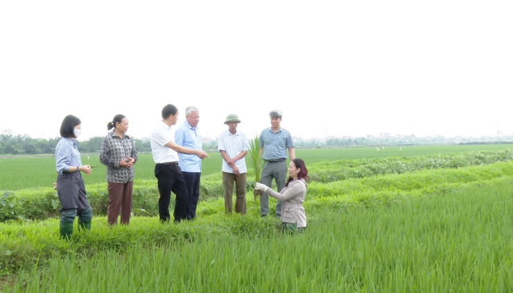 LÃNH ĐẠO SỞ NÔNG NGHIỆP VÀ MÔI TRƯỜNG HÀ NỘI KIỂM TRA, THĂM ĐỒNG TẠI XÃ ỨNG HOÀ.- Ảnh 2.