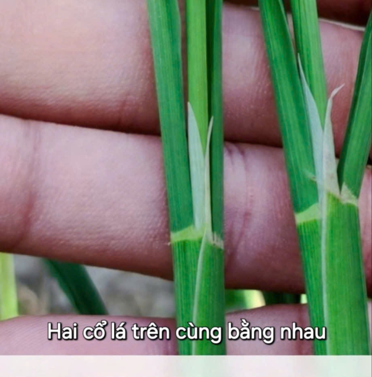 Hướng dẫn chăm sóc lúa giai đoạn phân hoá đòng vụ Xuân 2026.- Ảnh 2.