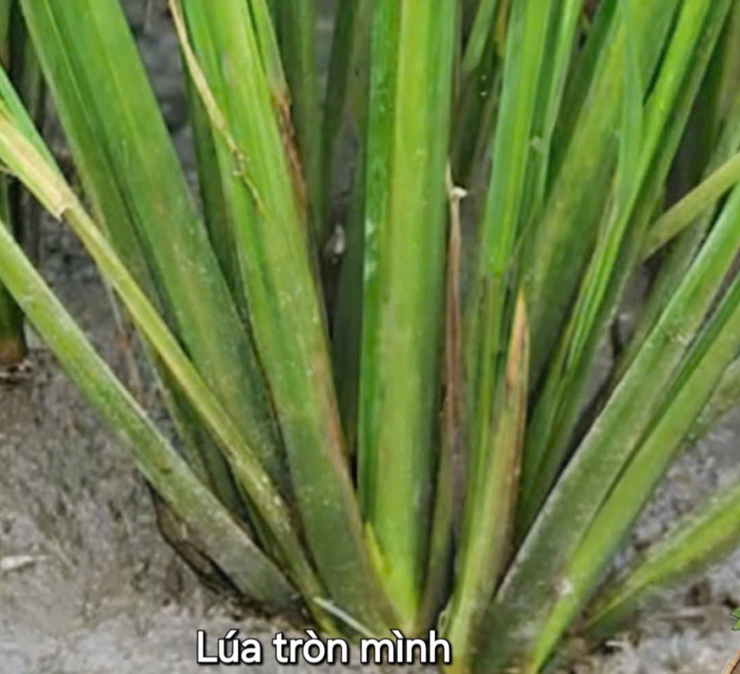 Hướng dẫn chăm sóc lúa giai đoạn phân hoá đòng vụ Xuân 2026.- Ảnh 1.