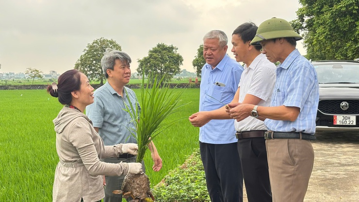 LÃNH ĐẠO SỞ NÔNG NGHIỆP VÀ MÔI TRƯỜNG HÀ NỘI KIỂM TRA, THĂM ĐỒNG TẠI XÃ ỨNG HOÀ.- Ảnh 3.