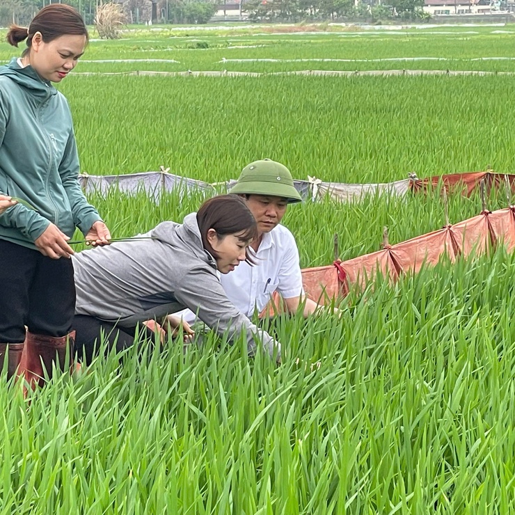  Trung tâm Dịch vụ tổng hợp xã Phúc Thọ kiểm tra đồng ruộng, chủ động phòng trừ bệnh đạo ôn lúa Xuân- Ảnh 2.