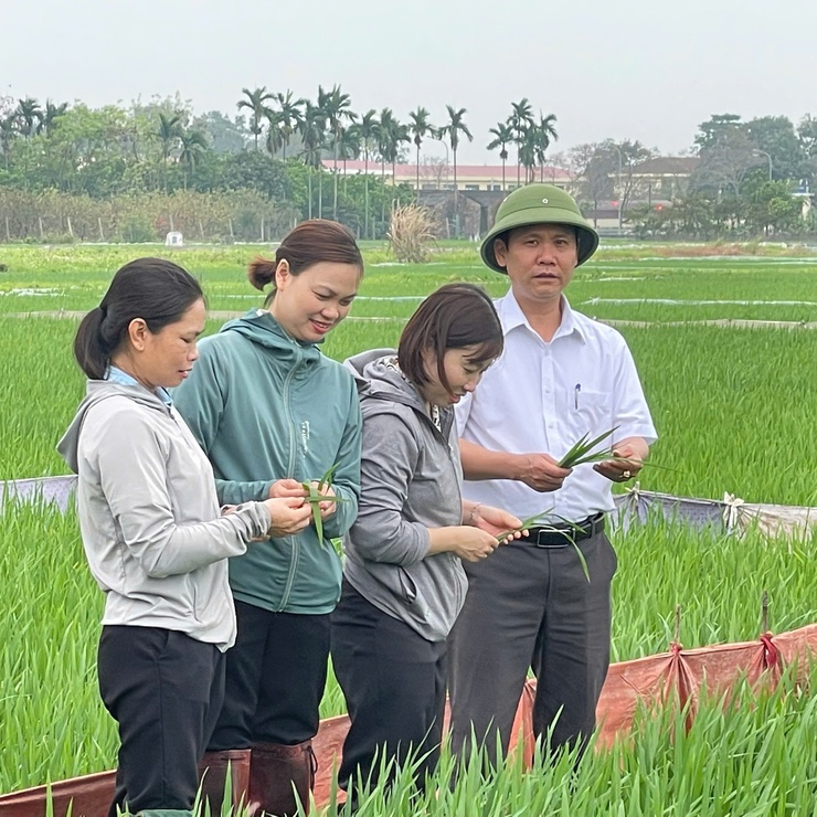  Trung tâm Dịch vụ tổng hợp xã Phúc Thọ kiểm tra đồng ruộng, chủ động phòng trừ bệnh đạo ôn lúa Xuân- Ảnh 3.