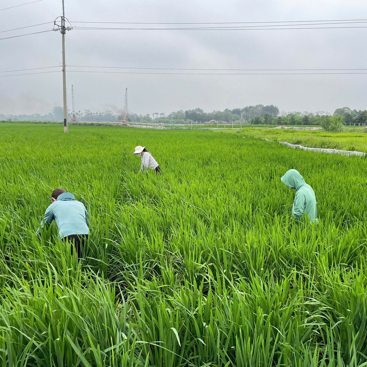  Trung tâm Dịch vụ tổng hợp xã Phúc Thọ kiểm tra đồng ruộng, chủ động phòng trừ bệnh đạo ôn lúa Xuân- Ảnh 5.