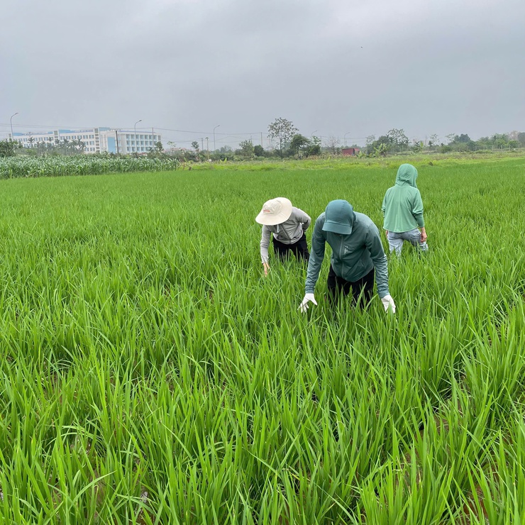  Trung tâm Dịch vụ tổng hợp xã Phúc Thọ kiểm tra đồng ruộng, chủ động phòng trừ bệnh đạo ôn lúa Xuân- Ảnh 4.