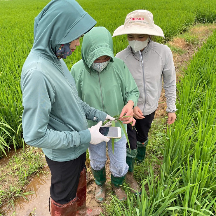  Trung tâm Dịch vụ tổng hợp xã Phúc Thọ kiểm tra đồng ruộng, chủ động phòng trừ bệnh đạo ôn lúa Xuân- Ảnh 1.