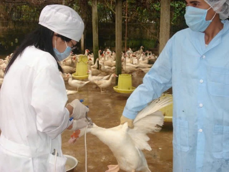 UBND xã Bất Bạt Thông báo lịch tiêm phòng vắc xin cho đàn gia cầm sinh sản đợt 1 năm 2026- Ảnh 1.