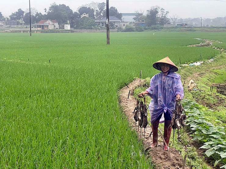 Hướng dẫn biện pháp phòng trừ chuột vụ Xuân năm 2026
- Ảnh 1.