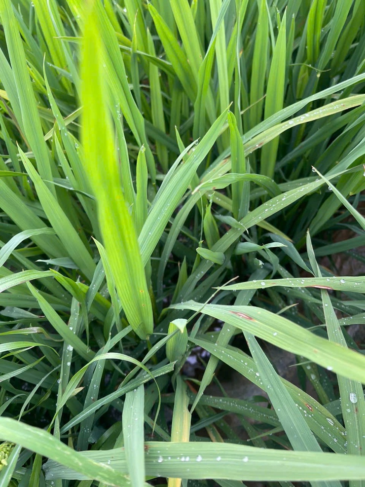 Hướng dẫn cách nhận biết bệnh đạo ôn trên lúa và cách phòng trừ- Ảnh 1.