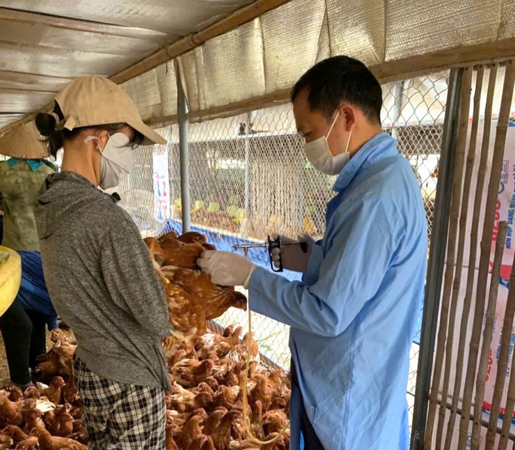 Đoài Phương triển khai tiêm phòng vắc xin cho đàn gia súc, gia cầm đợt 1 năm 2026- Ảnh 1.