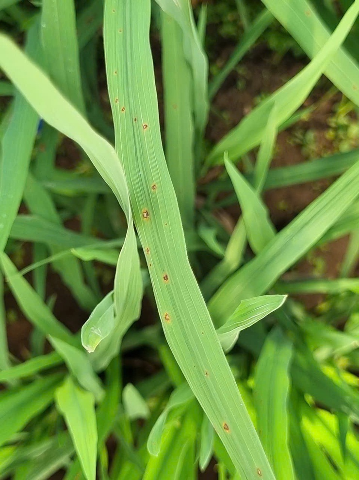 Hướng dẫn cách nhận biết bệnh đạo ôn trên lúa và cách phòng trừ- Ảnh 2.