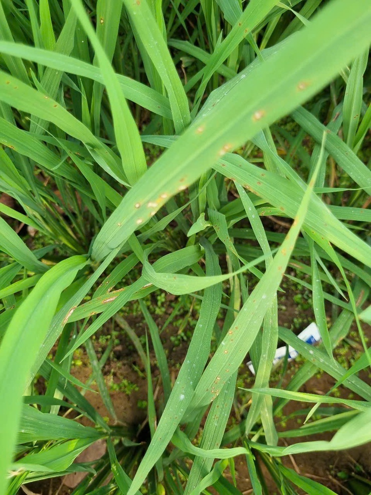 Hướng dẫn cách nhận biết bệnh đạo ôn trên lúa và cách phòng trừ- Ảnh 3.