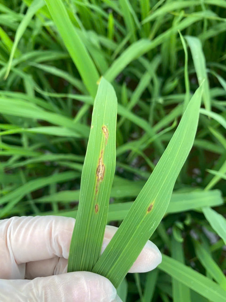 Quảng Bị: Tăng cường hướng dẫn nông dân phòng chống bệnh Đạo ôn hại lúa- Ảnh 3.