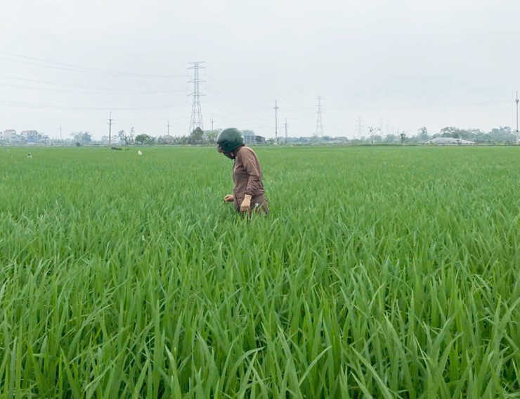 Quảng Bị: Tăng cường hướng dẫn nông dân phòng chống bệnh Đạo ôn hại lúa- Ảnh 1.