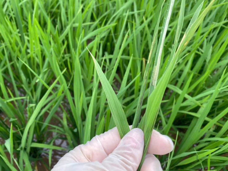 Quảng Bị: Tăng cường hướng dẫn nông dân phòng chống bệnh Đạo ôn hại lúa- Ảnh 2.