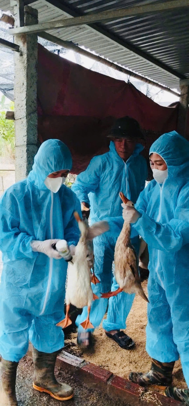 Xã Phúc Thọ chủ động tiêm phòng vắc xin, bảo vệ đàn vật nuôi- Ảnh 1.