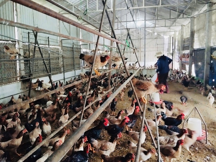 Xã Phúc Thọ chủ động tiêm phòng vắc xin, bảo vệ đàn vật nuôi- Ảnh 2.