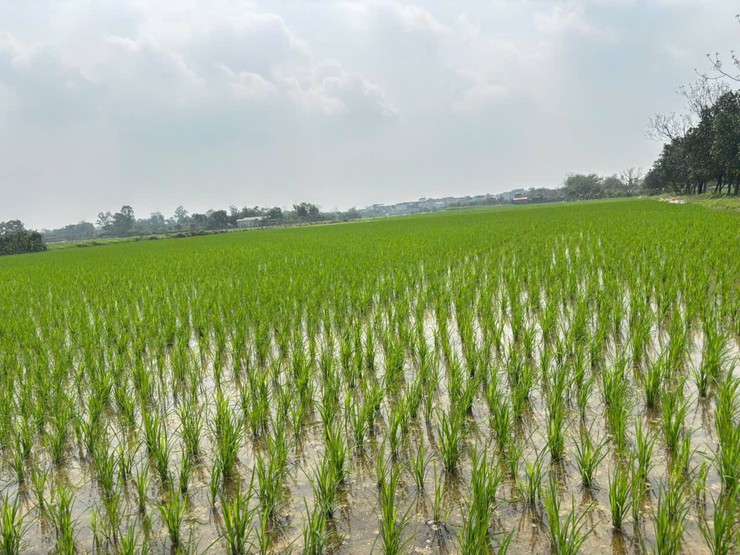 NÔNG DÂN NỘI BÀI TÍCH CỰC GIEO TRỒNG CÂY VỤ XUÂN 2026- Ảnh 1.