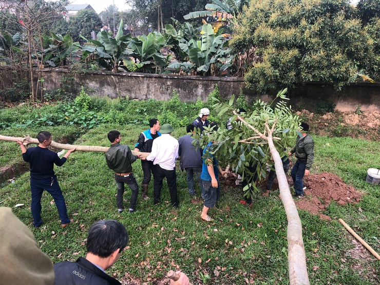 Lan tỏa nét đẹp cộng đồng từ Tết trồng cây “Đời đời nhớ ơn Bác Hồ” tại cụm dân cư xóm 4, tổ dân phố Phương Bản- Ảnh 1.