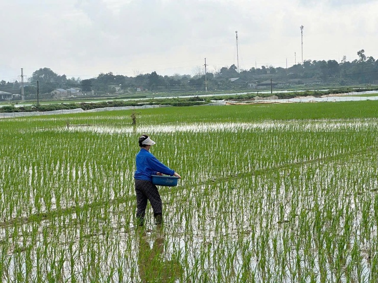Trung tâm Dịch vụ tổng hợp xã Phú Nghĩa hướng dẫn kỹ thuật chăm sóc lúa xuân sau cấy- Ảnh 1.