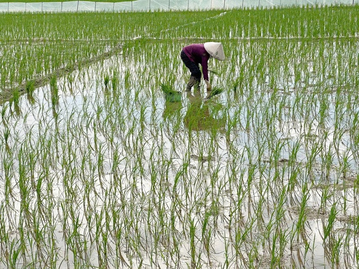Trung tâm Dịch vụ tổng hợp xã Phú Nghĩa hướng dẫn kỹ thuật chăm sóc lúa xuân sau cấy- Ảnh 2.