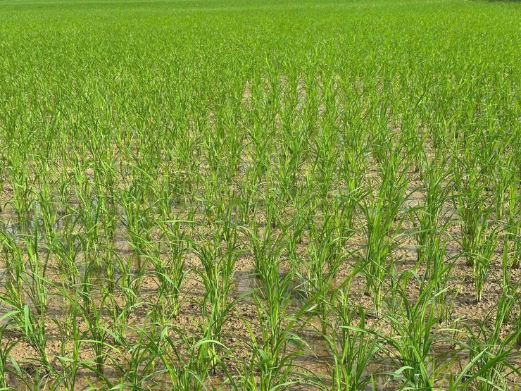 Trung tâm Dịch vụ tổng hợp xã Phú Nghĩa hướng dẫn kỹ thuật chăm sóc lúa xuân sau cấy- Ảnh 3.