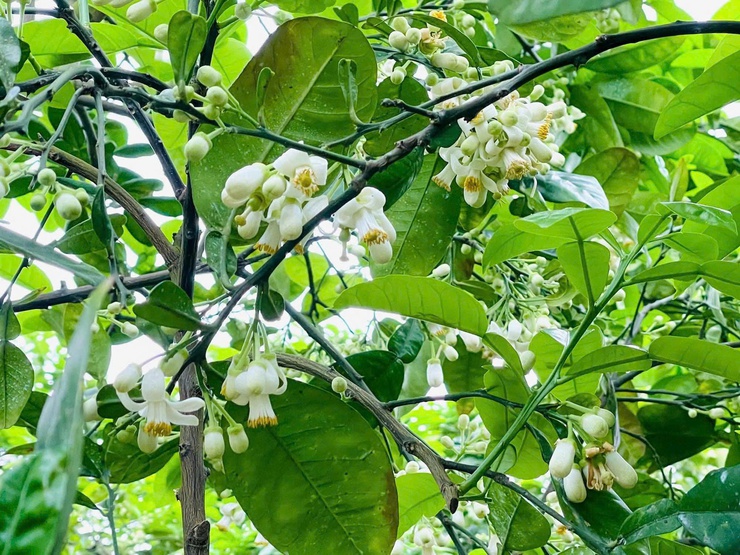 PHÚ XUYÊN TĂNG CƯỜNG CHĂM SÓC, BẢO VỆ CÂY ĂN QUẢ CÓ MÚI GIAI ĐOẠN RA HOA – ĐẬU QUẢ - Ảnh 1.