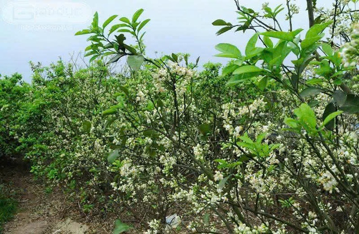 PHÚ XUYÊN TĂNG CƯỜNG CHĂM SÓC, BẢO VỆ CÂY ĂN QUẢ CÓ MÚI GIAI ĐOẠN RA HOA – ĐẬU QUẢ - Ảnh 2.