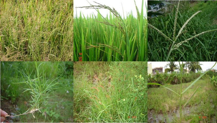 Hướng dẫn phòng trừ lúa cỏ- Ảnh 1.