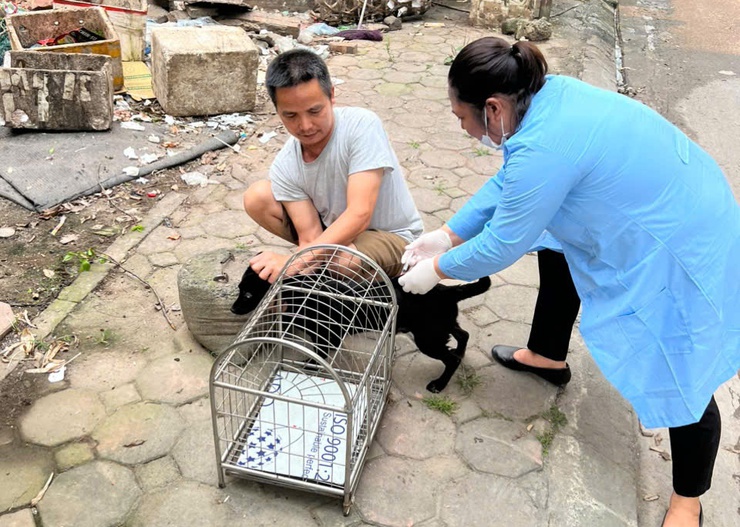 Chương Mỹ đẩy nhanh tiêm phòng vắc xin cho đàn gia súc, gia cầm- Ảnh 1.