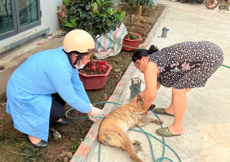 Chương Mỹ đẩy nhanh tiêm phòng vắc xin cho đàn gia súc, gia cầm- Ảnh 2.