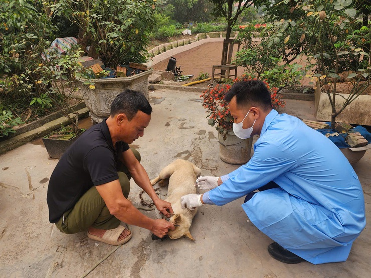 Trung tâm Dịch vụ tổng hợp xã Hòa Phú đã triển khai tổ chức tiêm phòng vắc xin cho đàn gia súc, gia cầm đợt 1 năm 2026- Ảnh 1.