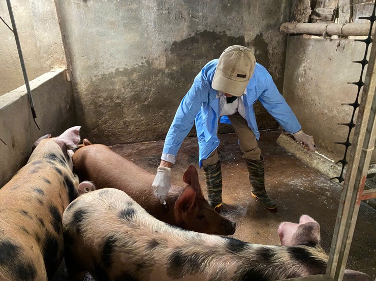 Trung tâm Dịch vụ tổng hợp xã Hòa Phú đã triển khai tổ chức tiêm phòng vắc xin cho đàn gia súc, gia cầm đợt 1 năm 2026- Ảnh 3.