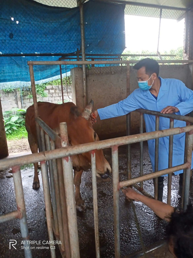 Trung tâm Dịch vụ tổng hợp xã Hòa Phú đã triển khai tổ chức tiêm phòng vắc xin cho đàn gia súc, gia cầm đợt 1 năm 2026- Ảnh 4.