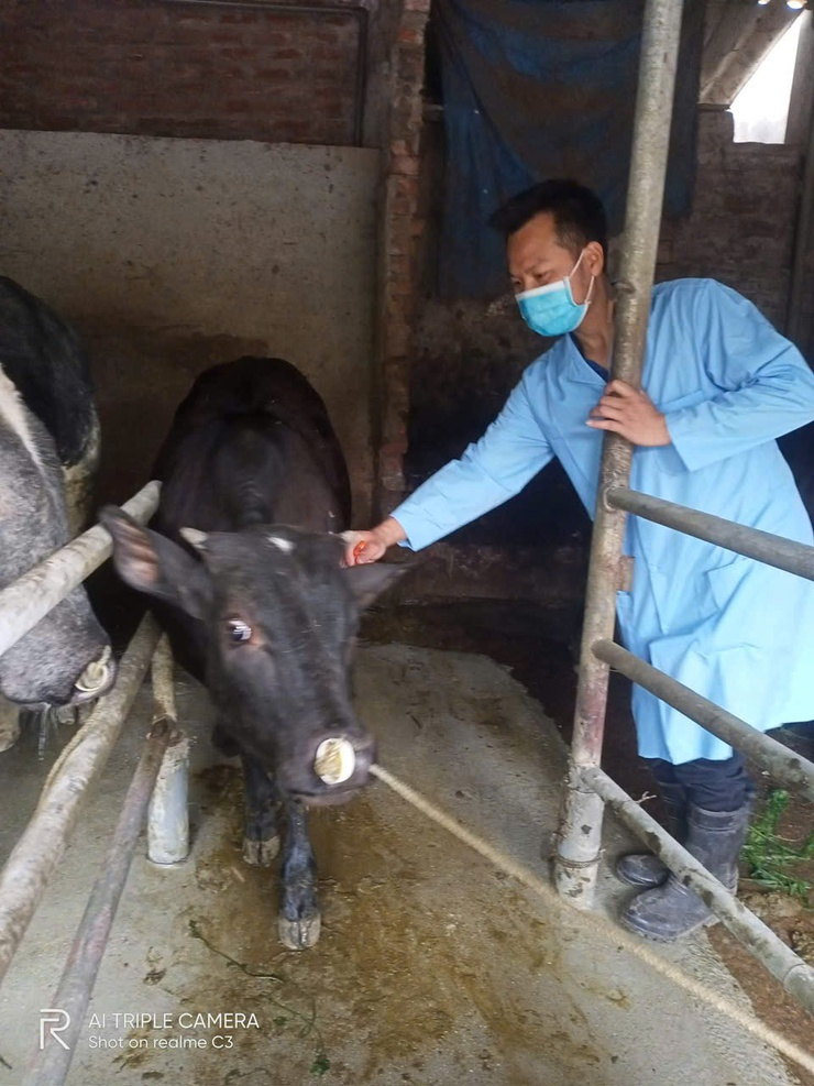 Trung tâm Dịch vụ tổng hợp xã Hòa Phú đã triển khai tổ chức tiêm phòng vắc xin cho đàn gia súc, gia cầm đợt 1 năm 2026- Ảnh 5.