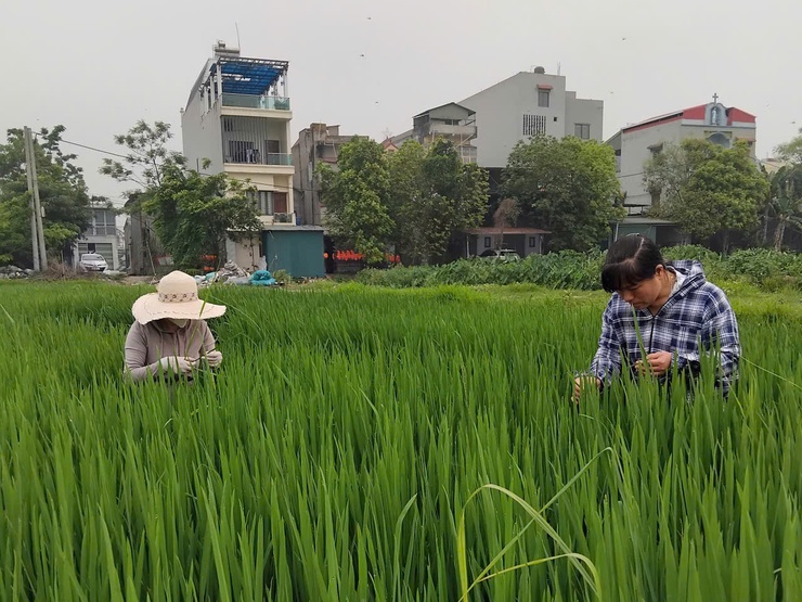 Tăng cường kiểm tra, hướng dẫn phòng trừ sâu cuốn lá nhỏ trên lúa xuân năm 2026- Ảnh 1.