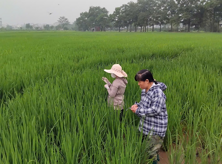 Tăng cường kiểm tra, hướng dẫn phòng trừ sâu cuốn lá nhỏ trên lúa xuân năm 2026- Ảnh 2.