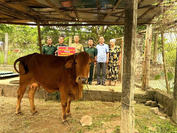 Lan tỏa nghĩa tình đồng đội – Hội CCB phường Tùng Thiện tặng bò hỗ trợ hội viên phát triển kinh tế- Ảnh 2.