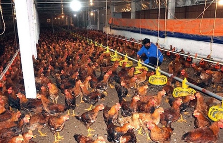 Phường Chương Mỹ triển khai tiêm phòng vắc xin cho đàn gia súc, gia cầm đợt 1 năm 2026- Ảnh 1.