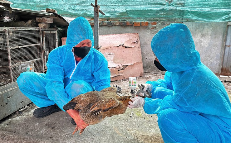 Bát Tràng chủ động tiêm phòng cúm gia cầm, bảo vệ đàn vật nuôi- Ảnh 1.