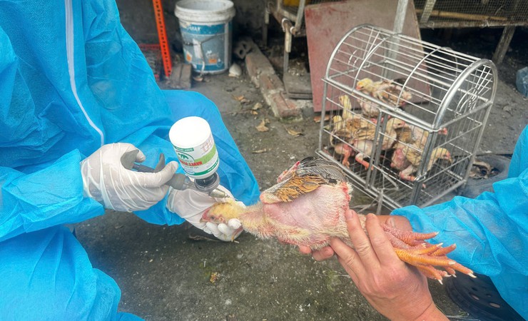 Bát Tràng chủ động tiêm phòng cúm gia cầm, bảo vệ đàn vật nuôi- Ảnh 3.