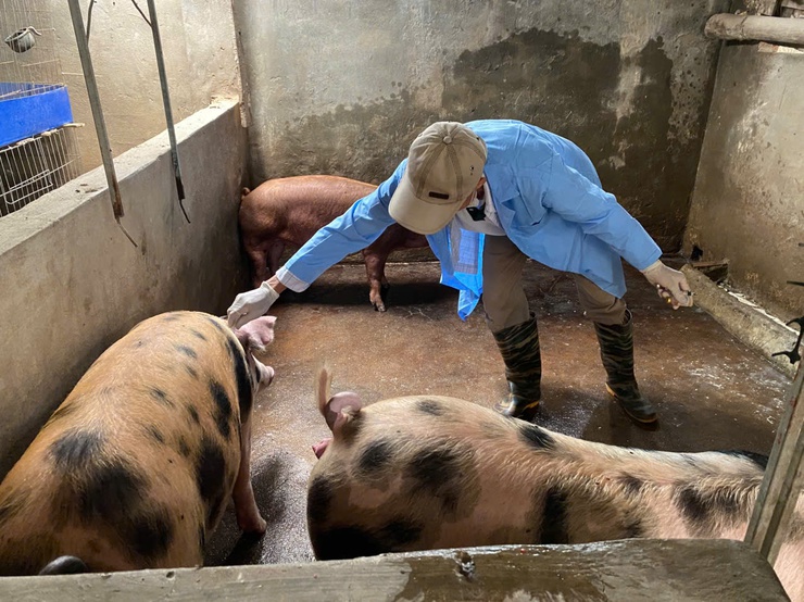 BÀI TUYÊN TRUYỀN CÔNG TÁC TIÊM PHÒNG CHO ĐÀN GIA SÚC, GIA CẦM- Ảnh 4.