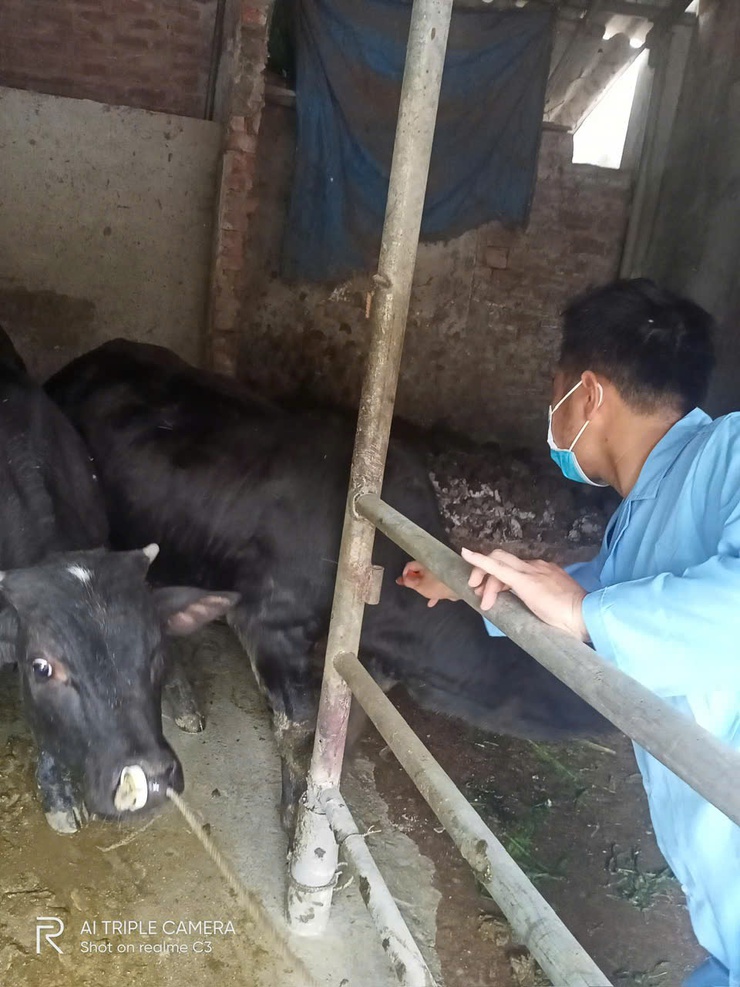 BÀI TUYÊN TRUYỀN CÔNG TÁC TIÊM PHÒNG CHO ĐÀN GIA SÚC, GIA CẦM- Ảnh 1.