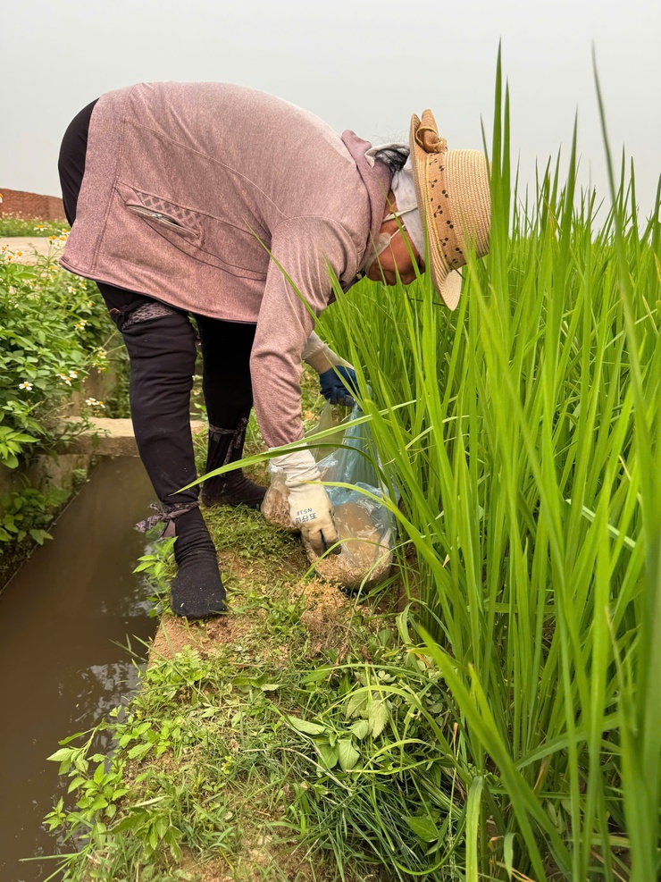 Xã Tây Phương triển khai chiến dịch diệt chuột bảo vệ sản xuất vụ Xuân 2026- Ảnh 3.
