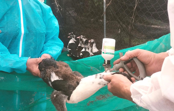 Bát Tràng chủ động tiêm phòng cúm gia cầm, bảo vệ đàn vật nuôi- Ảnh 2.