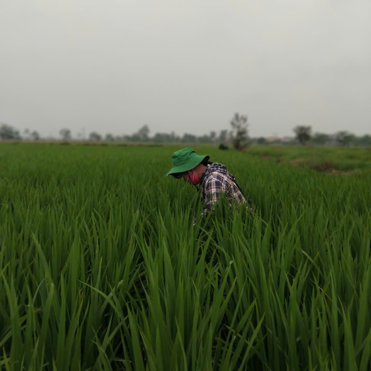 Phú Xuyên kiểm tra, hướng dẫn phòng trừ sinh vật gây hại trên lúa xuân- Ảnh 1.