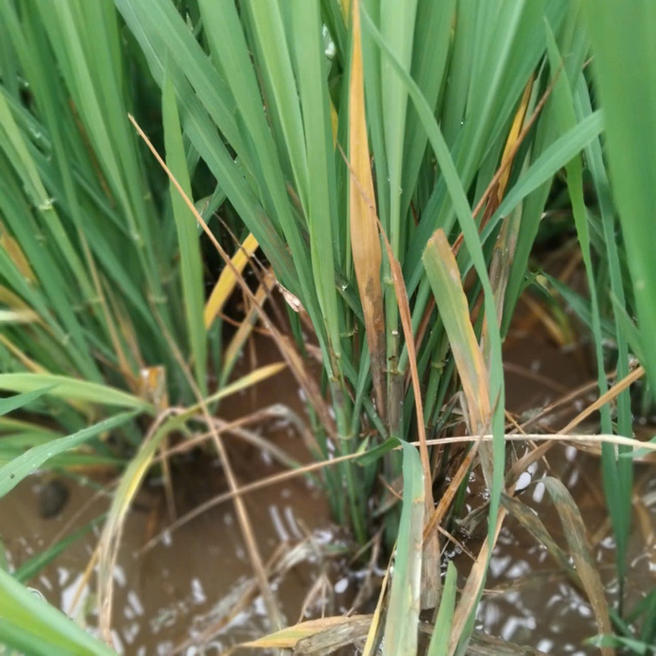 Phú Xuyên kiểm tra, hướng dẫn phòng trừ sinh vật gây hại trên lúa xuân- Ảnh 2.