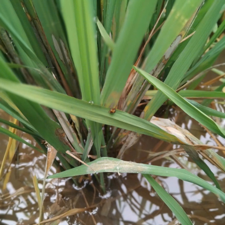 Phú Xuyên kiểm tra, hướng dẫn phòng trừ sinh vật gây hại trên lúa xuân- Ảnh 3.